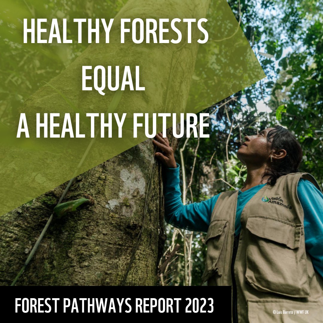 WWF_CongoBasin tweet media
