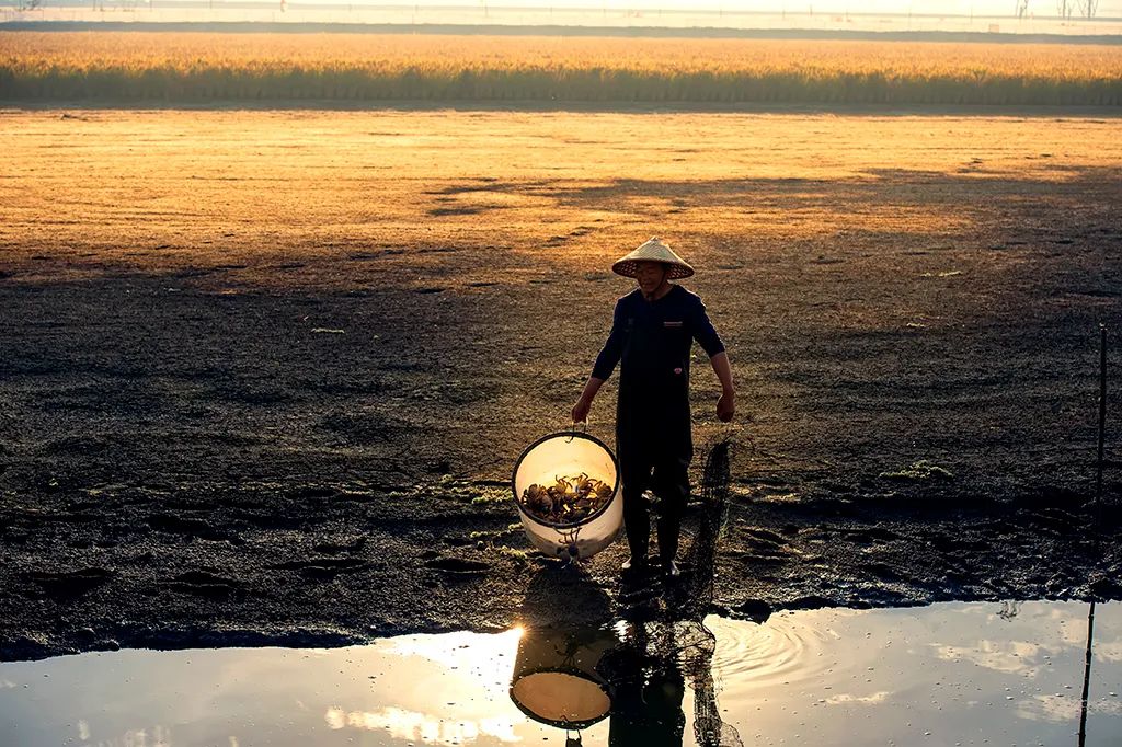 DiscoverYixing's tweet photo. #Yixing's Gaocheng town excels in both industry and aquaculture.cTake full advantage of the Golden Autumn Crab Festival by visiting Gehu Lake Wetland Park and experiencing hands-on crab fishing as well as the joy of the harvest season. #YixingDevl https://t.co/tMrQZx4EEl
