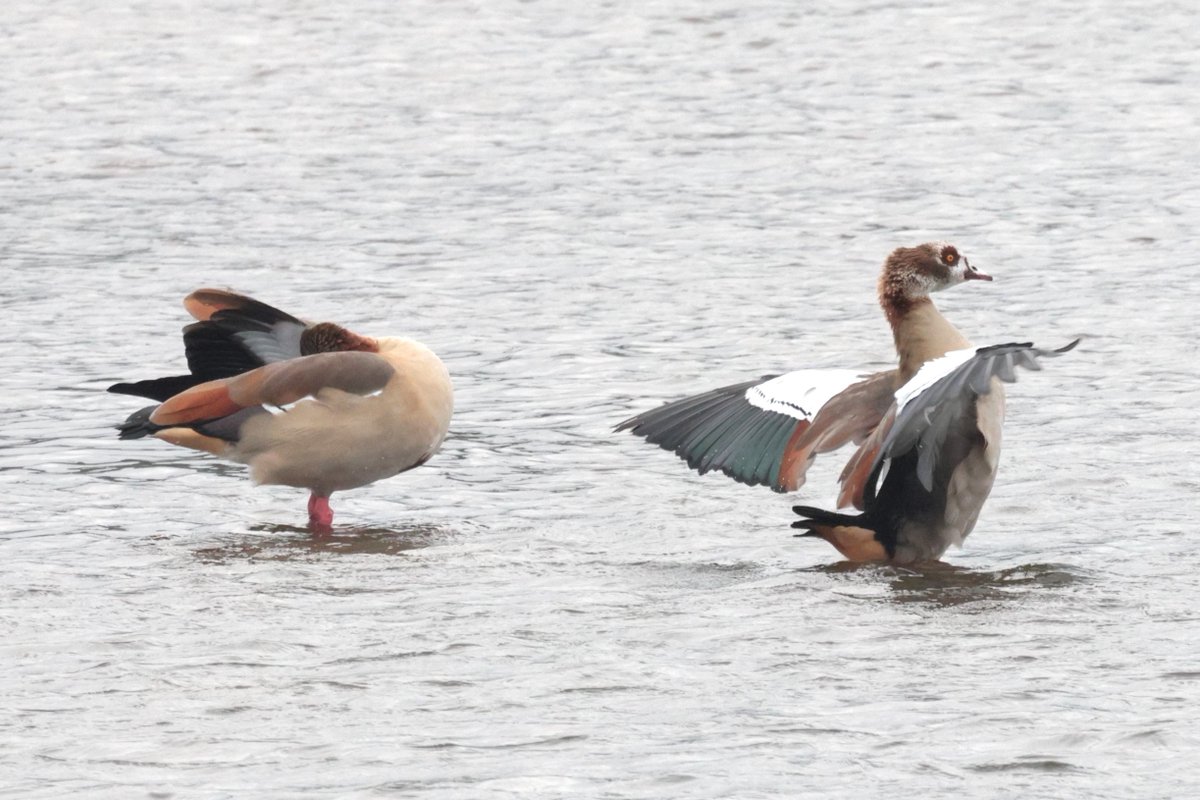 wildeastdevon's tweet photo. Egyptian Geese, Alopochen aegyptiaca are a rare visitor to the South West. So we were lucky to have these two spotted at the River Axe near Seaton Wetlands 🤩 

Did you know? 🤓 They breed in cavities in very large trees 🌳🪺🌳

📸 Pete Turner https://t.co/oJGN3GJcKr