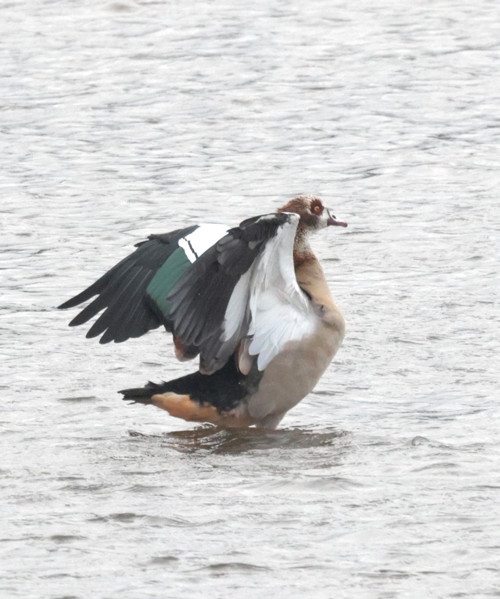 wildeastdevon's tweet photo. Egyptian Geese, Alopochen aegyptiaca are a rare visitor to the South West. So we were lucky to have these two spotted at the River Axe near Seaton Wetlands 🤩 

Did you know? 🤓 They breed in cavities in very large trees 🌳🪺🌳

📸 Pete Turner https://t.co/oJGN3GJcKr