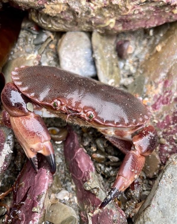 Don't forget to join us for our last Autumn talk tonight @ 7:30pm! 

We'll learn about the creatures on our rocky shores and coastline around North Devon with marine biologist Mark Ward. 🦀🪸🐚

£4 on the door or pre-book your space here: ow.ly/5jQj50Q0bla