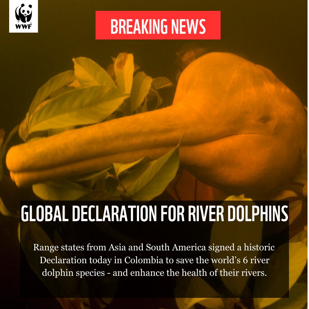 🚨 BREAKING: Govt have signed a historic agreement to save the world’s #RiverDolphins ! The #GlobalRiverDolphinDeclaration aims to reverse the decline in river dolphins & improve the health of their great rivers, which millions of people depend on. Win-Win wwf.panda.org/?9946966/Histo…