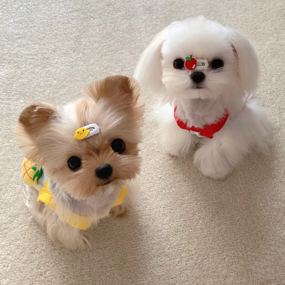 yyouliiiiia's tweet image. Cute puppy😘
#AnimalLovers 
#pupp