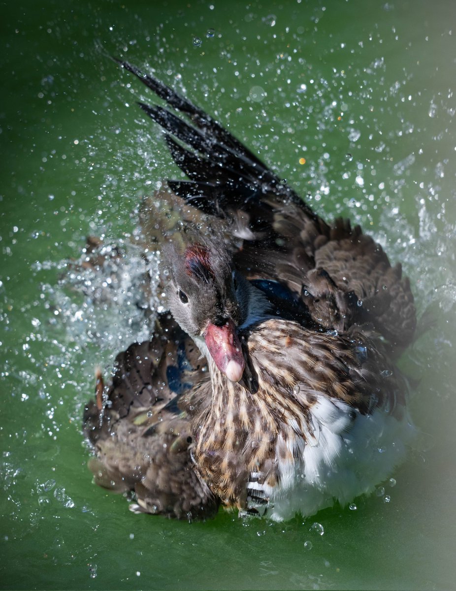#Z180600  #Nikon  #PR
水浴びの一瞬を写せる楽しさ