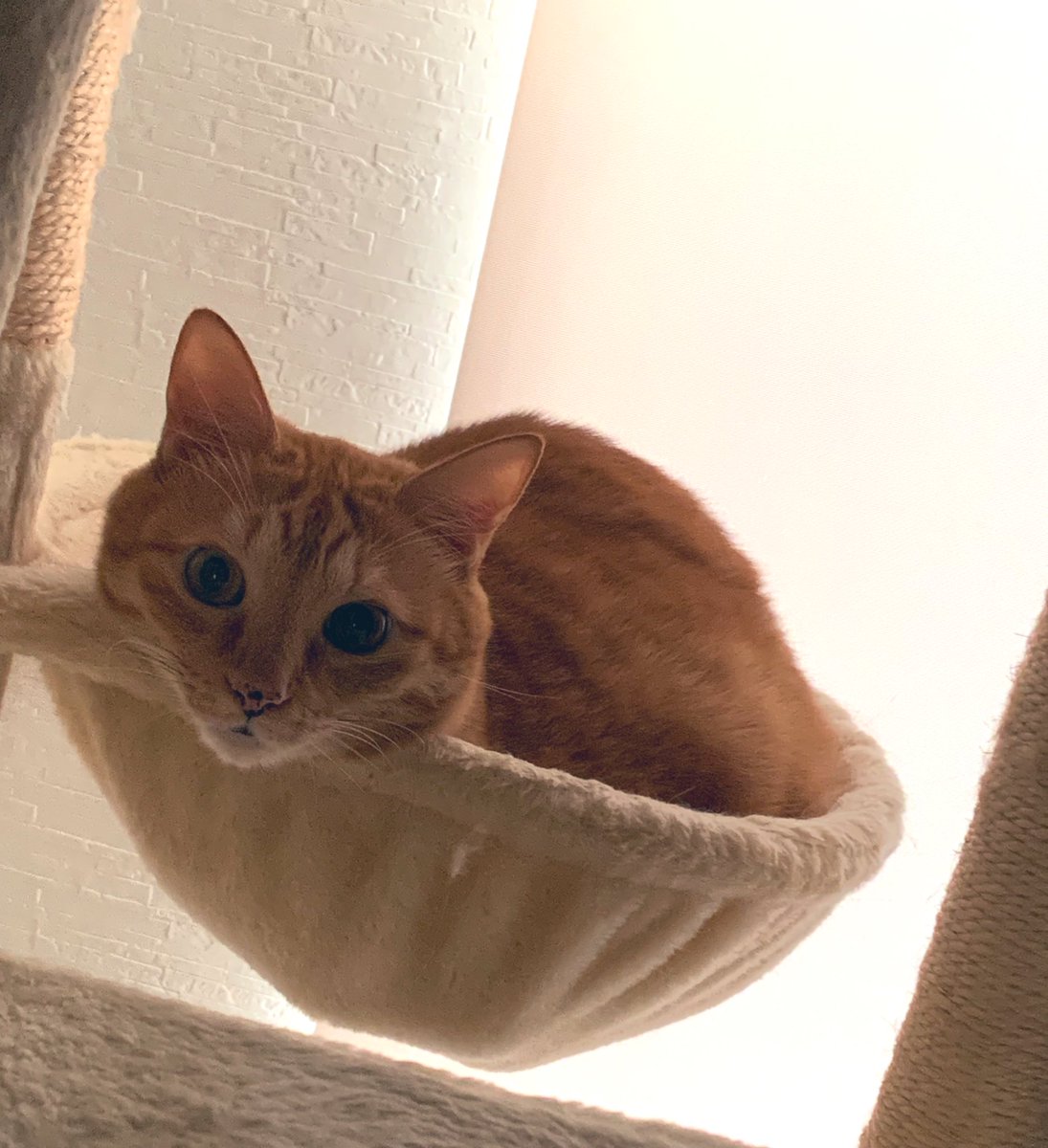 ただいまーごまちゃん😍
#猫のいる生活
#ごましお