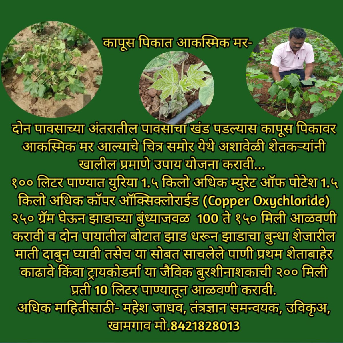 #cotton #pestcontrol #Pesticides