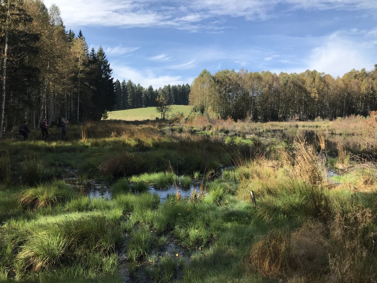 ALFAwetlands Project tweet media