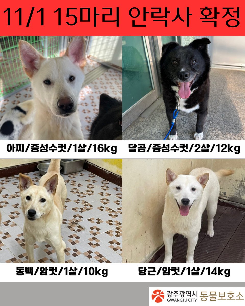 saramdoolajebal's tweet photo. ❗11/1 광주동물보호소 15아이 안락사 예정❗
아직도 입양문의가 0건인 상태입니다ㅠㅠ 아이들 특징이랑 사진 하나씩 타래로 올려볼게요 https://t.co/hdsJmMelqC