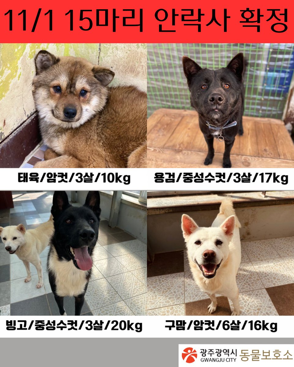 saramdoolajebal's tweet photo. ❗11/1 광주동물보호소 15아이 안락사 예정❗
아직도 입양문의가 0건인 상태입니다ㅠㅠ 아이들 특징이랑 사진 하나씩 타래로 올려볼게요 https://t.co/hdsJmMelqC