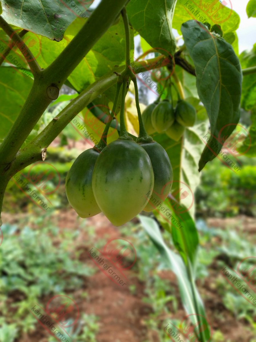 kenkamuiru's tweet photo. #Treetomatoes https://t.co/9eL9juKbT7