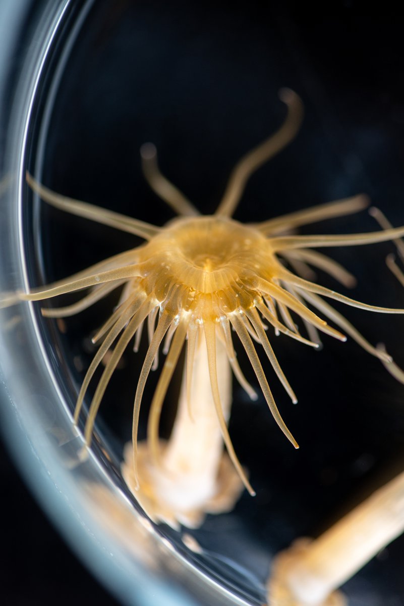 New paper is out! Congratulations to Mariko and my other co-authors: nature.com/articles/s4159…