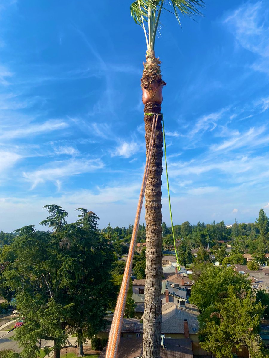 DariansLiving's tweet photo. Looks like you need The Tree Surgeon in your life. Do your trees a favor and DM me for a free quote today. 

You can also keep up with all of our satisfying and physics defying content On IG:
@ Californiatreesurgeon https://t.co/L5X8rhgm9d