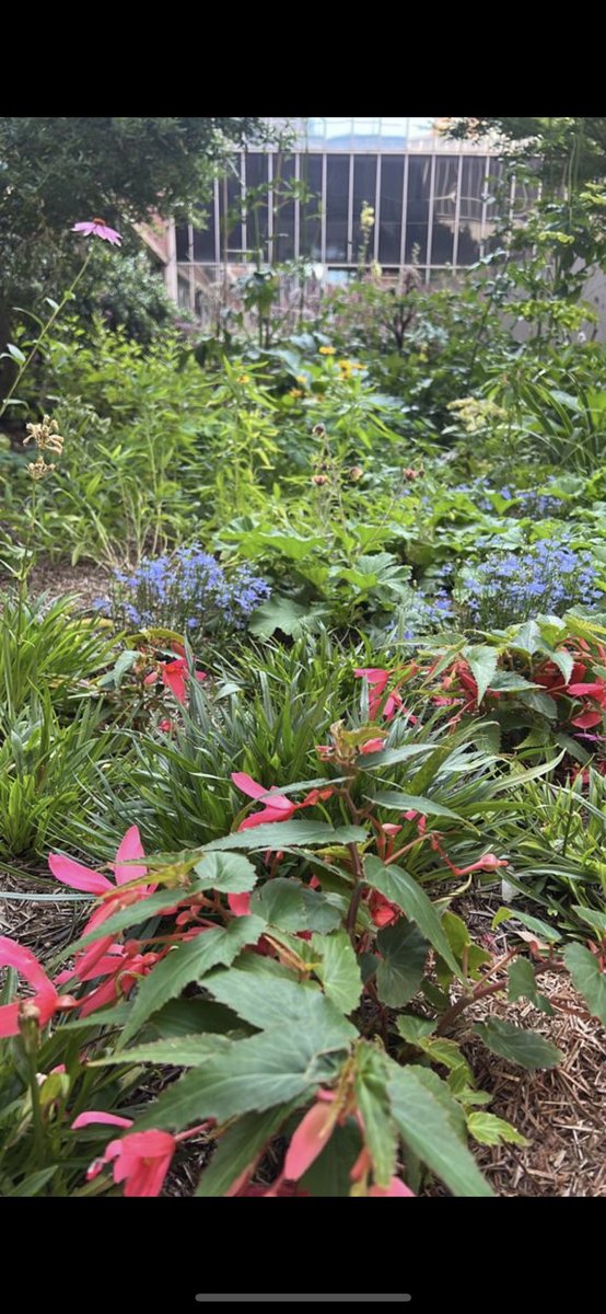 johngreco_BW's tweet photo. St George’s Hospital wins 2 🥇 and 1 🥈 for our gardens and pots displays. Huge thanks to ⁦@StGeorgesTrust⁩ and ⁦@GivingtoGeorges⁩ for supporting and seeing our vision. Everything we do is for staff, patients and visitors. 🏆🌲🪻🌸🌼 https://t.co/W3DNHgqvA0