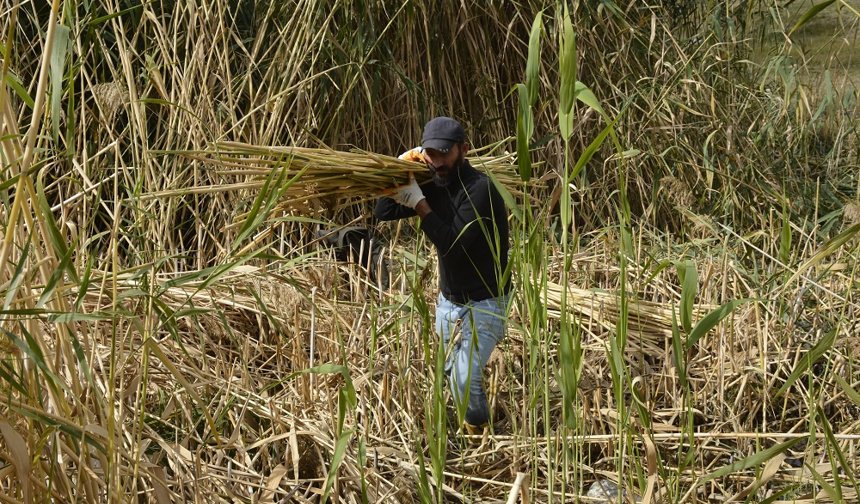 Çamurda topladığı kamışları sanat eserine dönüştürüyor hakkariilsesigazetesi.com/camurdan-topla…