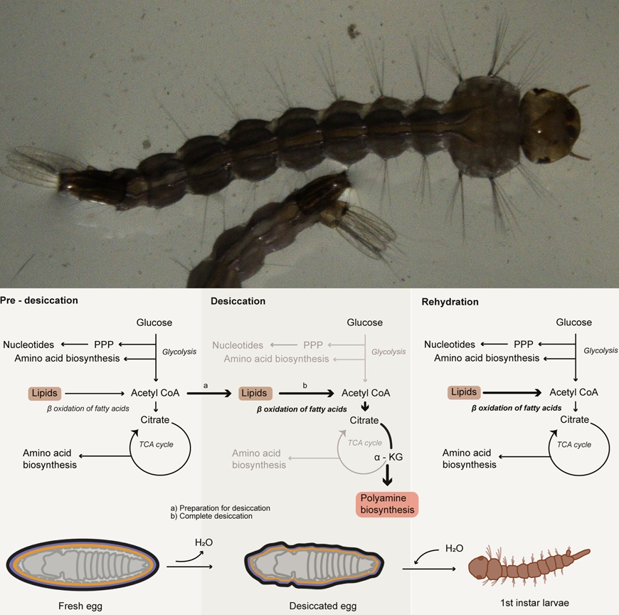 PLOSBiology's tweet photo. How can #mosquito eggs survive extreme water loss, larvae reviving weeks after #desiccation? @DBT_inStem study reveals rewiring of their #polyamine & #LipidMetabolism, which protects them during water loss, and revives cells upon rehydration #PLOSBiology https://t.co/QC1jAdajtH https://t.co/GliGt7xUQp