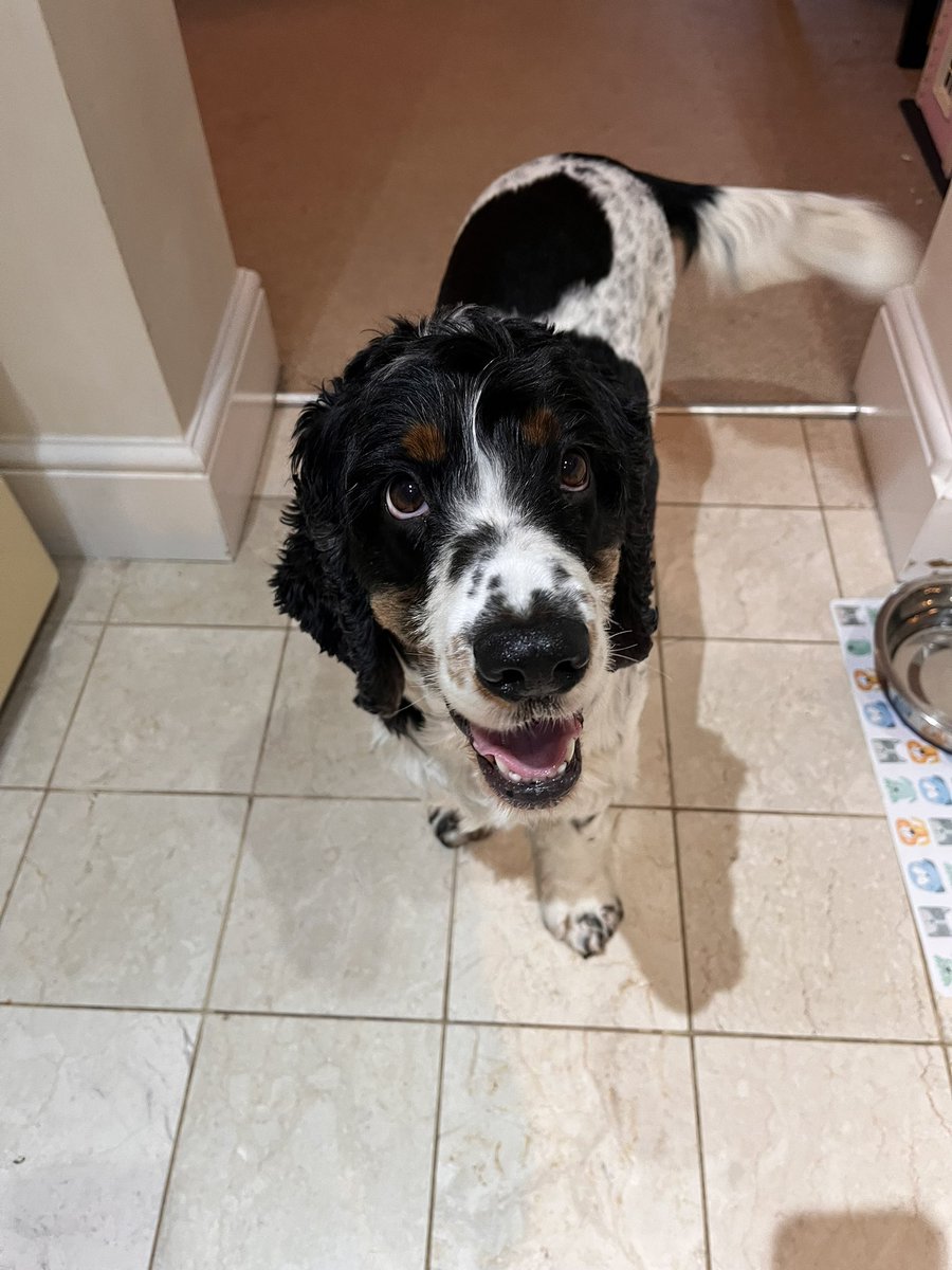 LucyandWilbur's tweet photo. A smiley Wilbur wishing everyone a happy Wednesday!
#hearingdog #hearingdogsfordeafpeople #assistancedog #assistancedogUK #cockerspaniel #ilovemydog #cockerspanielworld #mydog #Wednesdayvibe #wednesdaysmile https://t.co/snkHuzL0ad