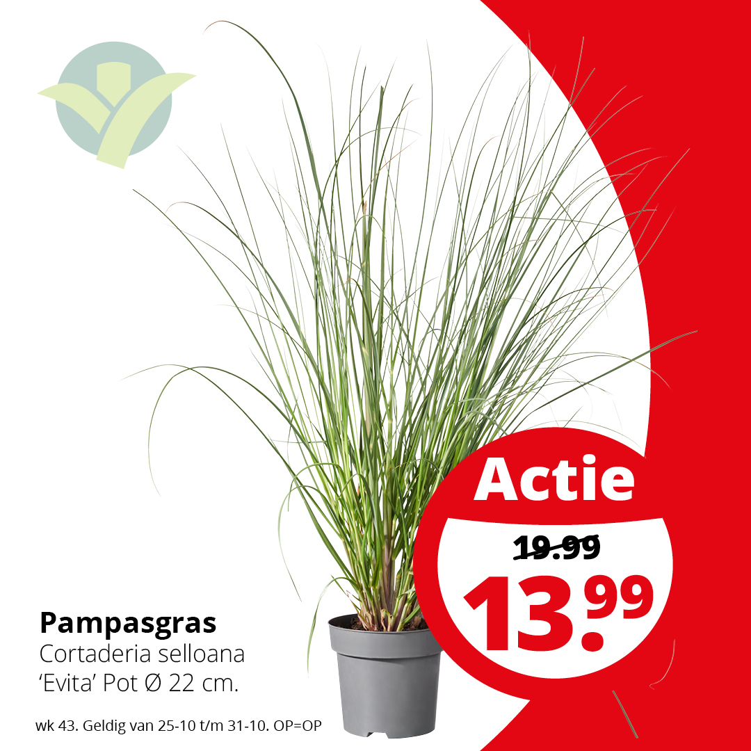 WEEKAANBIEDING

De compacte Cortaderia selloana 'Evita' heeft mooie crèmewitte bloempluimen en ranke overhangende bladeren, maar eist niet al te veel ruimte op. Meer weten over deze plant? Lees dan onze folder op: ow.ly/YoS650PZyV9

#Pampasgras  #Weekaanbieding #GroenRijk