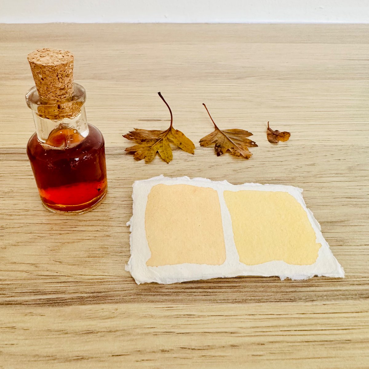 JulieGibbons's tweet photo. Initial result from the hawthorn leaf. Look forward to more play with this wee beauty #plantdyes #botanicalink 💛🧡 https://t.co/5YWsZbymok
