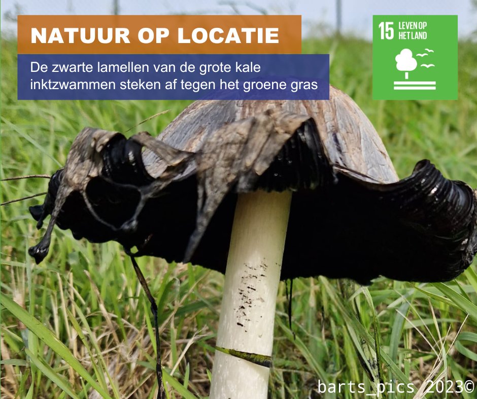 NATUUR OP LOCAITE | Op locatie Braambergen komen we grote kale inktzwammen tegen. De zwarte lamellen, waar vroeger inkt van werd gemaakt, steken af tegen het groene gras. #Flora #Stortlocatie #SDG15