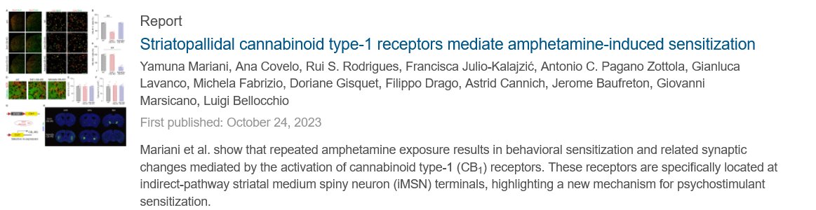 Marsicano Lab tweet media