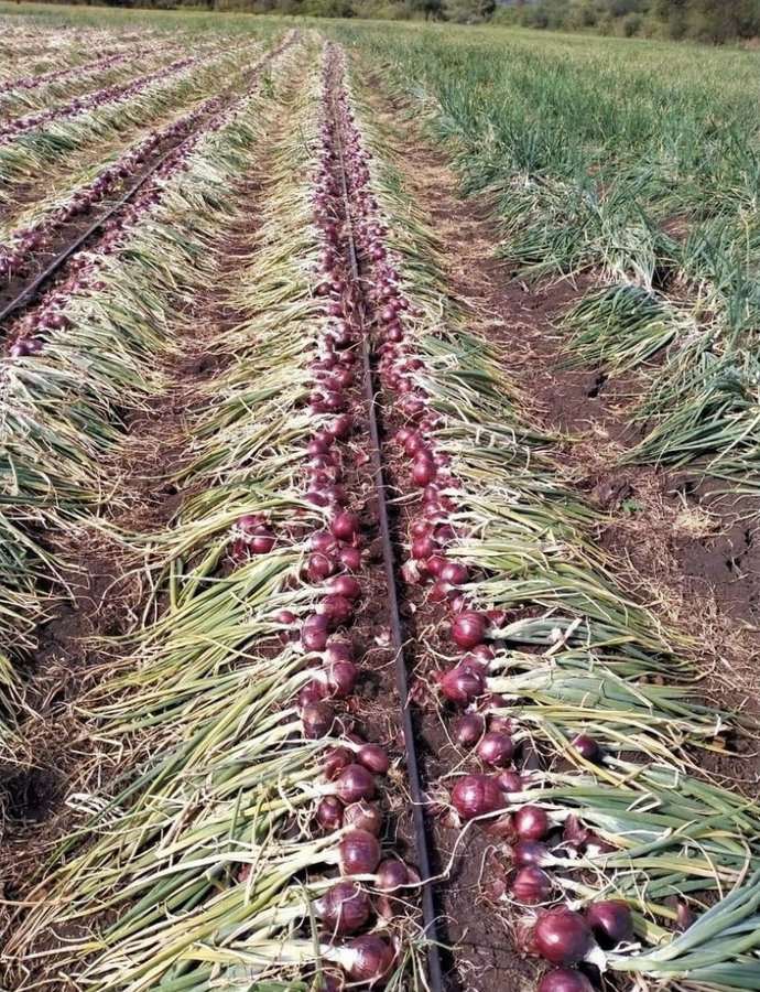 p_dusabimana's tweet photo. Dear farmers,
The adoption of efficient Agro-technologies such as Drip irrigation helps conserve water, increases crop yields, and promotes sustainable agricultural practices for a more food-secure future.
#AgroTechnology #ConservationAgriculture https://t.co/JqY6lkiKUF