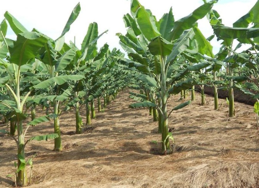 Reduced soil erosion and land degradation through mulch cover not only preserves soil structure but also sustains long-term agricultural productivity, securing food for the future.

Start practicing Mulching today!

#SoilConservation #ConservationAgriculture