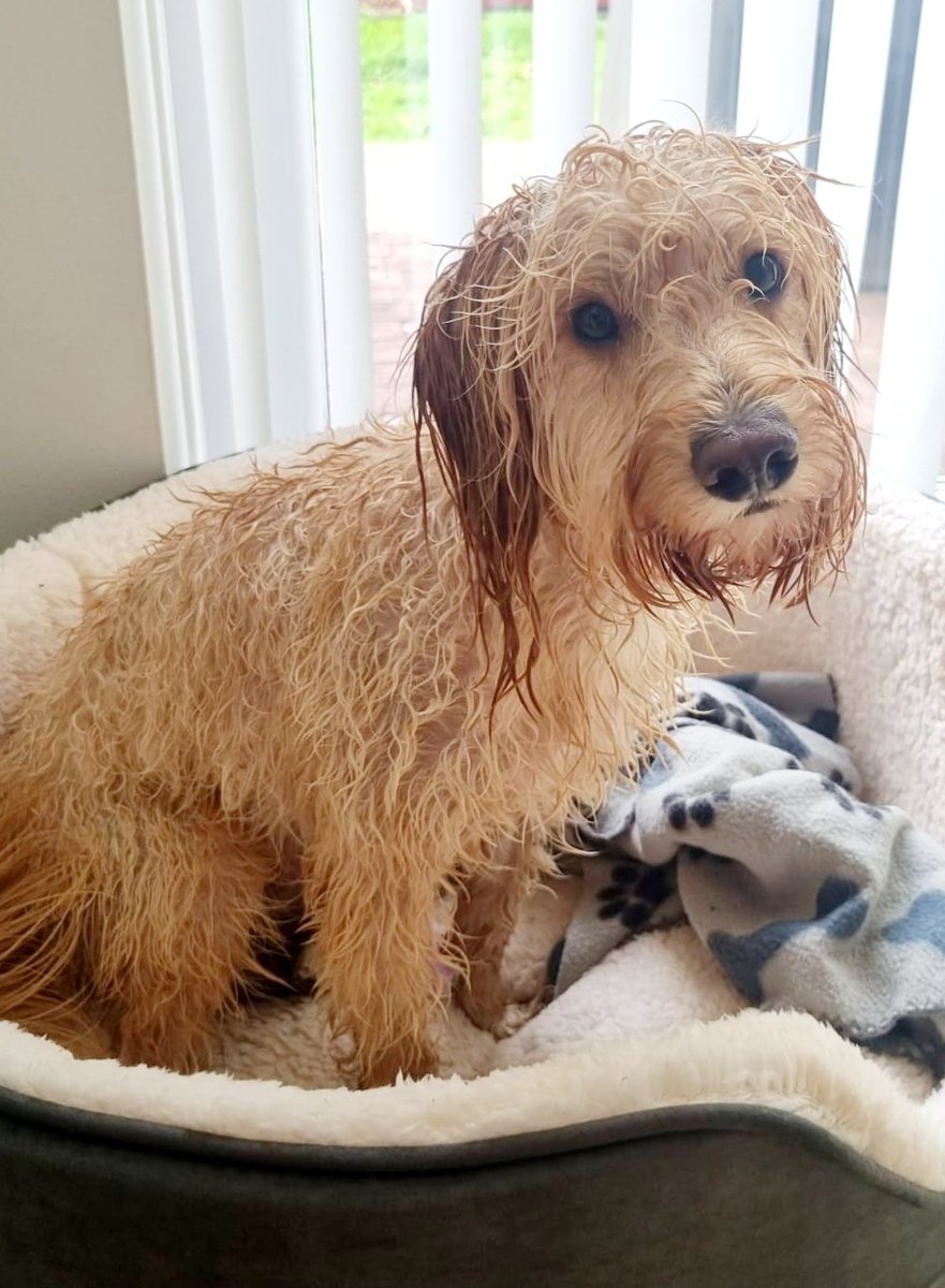 Look at his little face...

He loves a bath 🛁🤔😳🤣

#ItsADogsLife