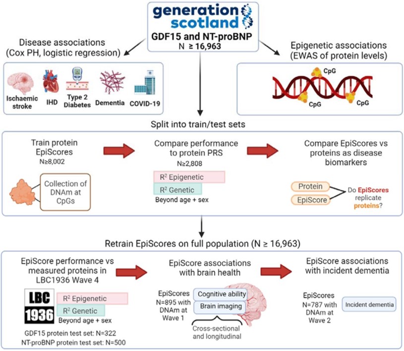 Would you rather measure proteins directly or use DNAm-based surrogates? @dannigadd explores this for GDF15 and NT-proBNP and multiple incident disease outcomes in 17,000 @genscot volunteers with external testing in @EdinUniLBC Pre-print link: medrxiv.org/content/10.110…