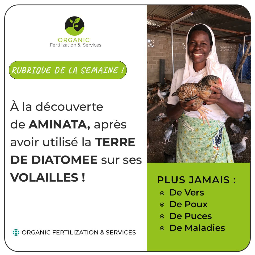 OFertilization's tweet image. Aminata, une éleveuse de volaille à Mbour, a trouvé la clé de la santé de ses volailles : la Terre de Diatomée. Grâce à cette solution naturelle, elle a réussi à éliminer les infestations au niveau de sa volaille. 

#ElevageSain #TerredeDiatomee