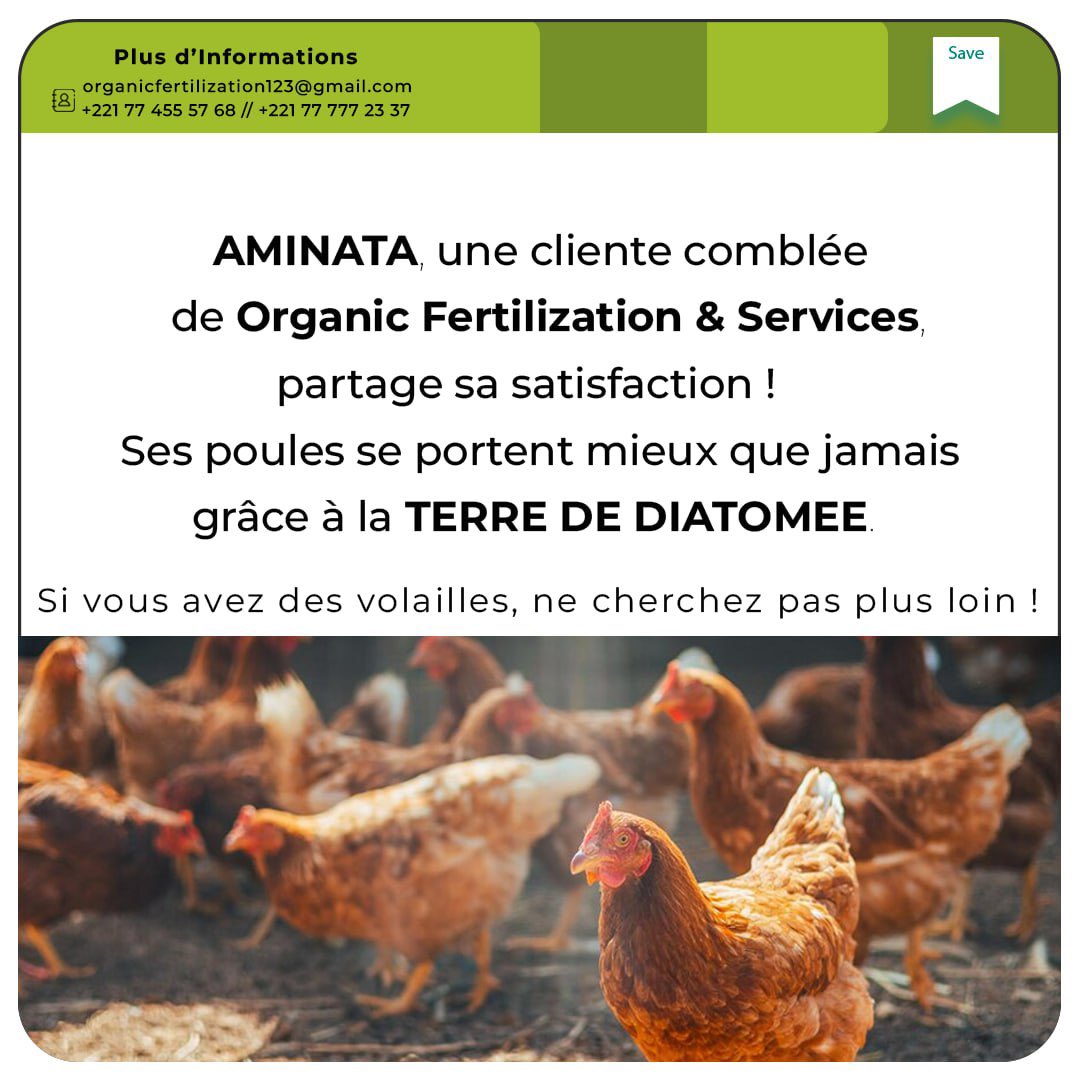 OFertilization's tweet image. Aminata, une éleveuse de volaille à Mbour, a trouvé la clé de la santé de ses volailles : la Terre de Diatomée. Grâce à cette solution naturelle, elle a réussi à éliminer les infestations au niveau de sa volaille. 

#ElevageSain #TerredeDiatomee
