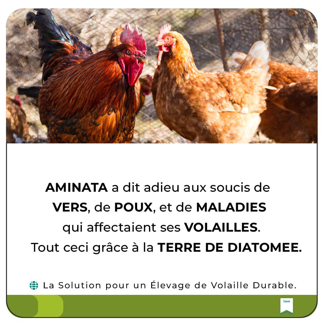 OFertilization's tweet image. Aminata, une éleveuse de volaille à Mbour, a trouvé la clé de la santé de ses volailles : la Terre de Diatomée. Grâce à cette solution naturelle, elle a réussi à éliminer les infestations au niveau de sa volaille. 

#ElevageSain #TerredeDiatomee