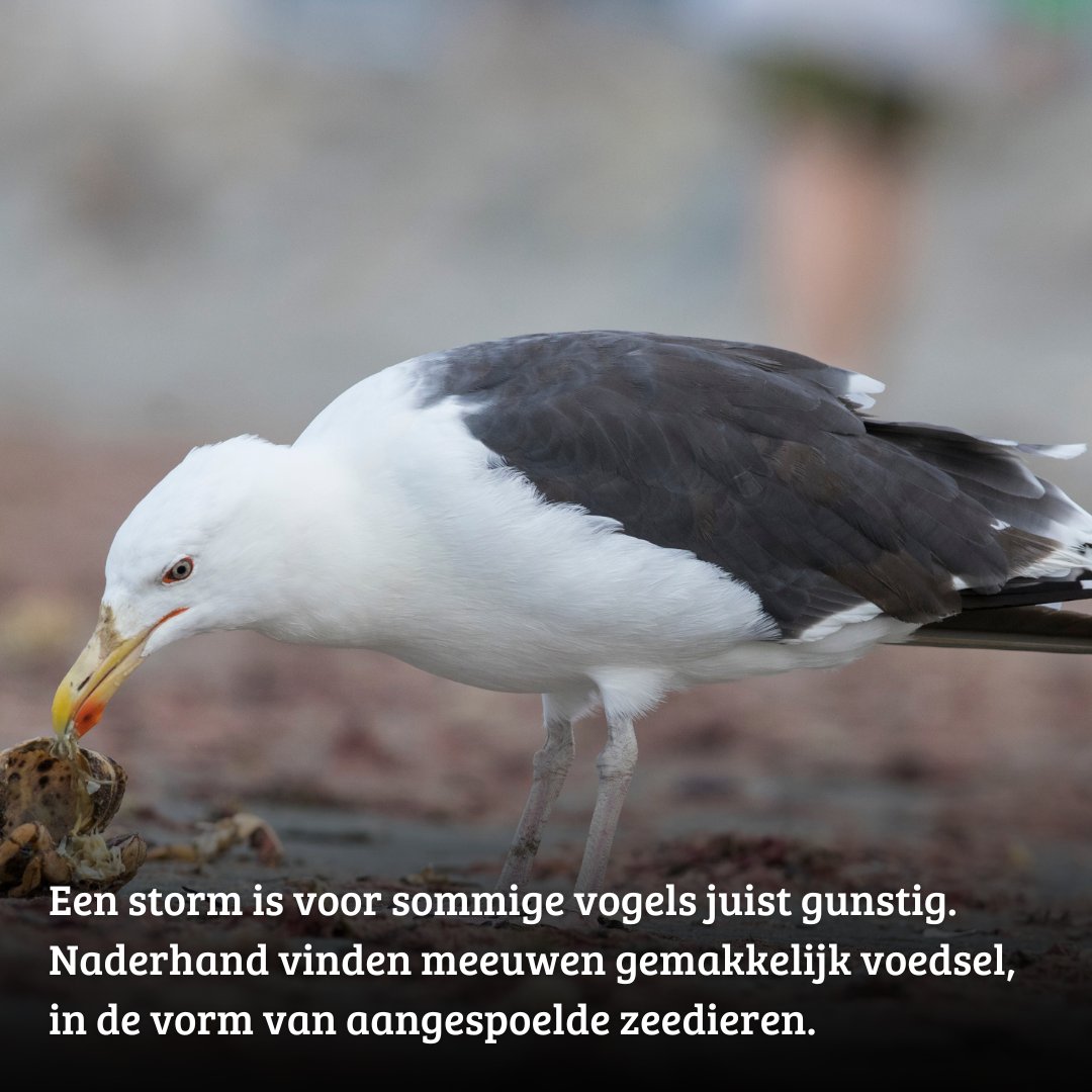 IVN Natuureducatie (@ivnnederland) on Twitter photo Maak jij je ook weleens zorgen over vogels tijdens een storm? π¦π¬οΈHet is je misschien opgevallen dat vlak voor een storm je vrijwel geen vogels meer hoort of ziet. Waar blijven ze en hoe overleven ze de storm? Bekijk de foto's voor de uitleg.
Met dank aan <a href="/vogelnieuws/">Vogelbescherming NL</a> Maak jij je ook weleens zorgen over vogels tijdens een storm? π¦π¬οΈHet is je misschien opgevallen dat vlak voor een storm je vrijwel geen vogels meer hoort of ziet. Waar blijven ze en hoe overleven ze de storm? Bekijk de foto's voor de uitleg.
Met dank aan <a href="/vogelnieuws/">Vogelbescherming NL</a>