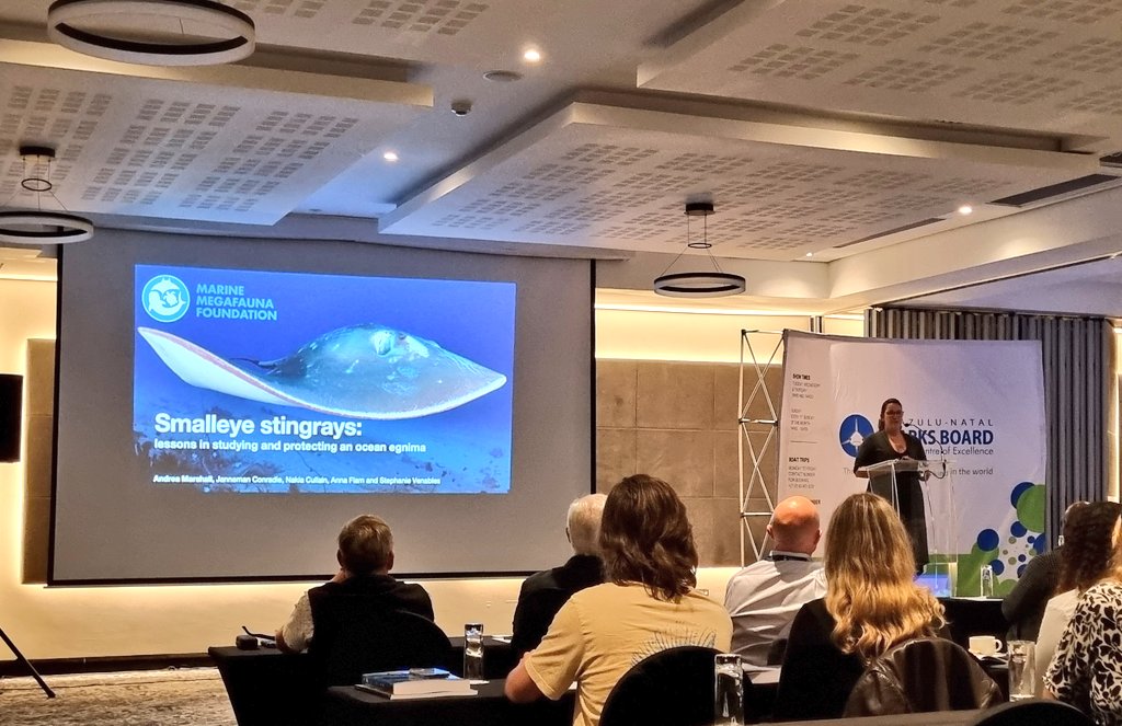 Taryn Murray (@murray_taryn) on Twitter photo The <a href="/QueenofMantas/">Andrea Marshall</a> wraps up the morning session at the Shark and Ray Symposium revealing some insights on the behaviour of the <a href="/IUCNRedList/">IUCN Red List</a> Data Deficient smalleye stingray (Megatrygon microps)
#raysneedlovetoo #sharkscience The <a href="/QueenofMantas/">Andrea Marshall</a> wraps up the morning session at the Shark and Ray Symposium revealing some insights on the behaviour of the <a href="/IUCNRedList/">IUCN Red List</a> Data Deficient smalleye stingray (Megatrygon microps)
#raysneedlovetoo #sharkscience