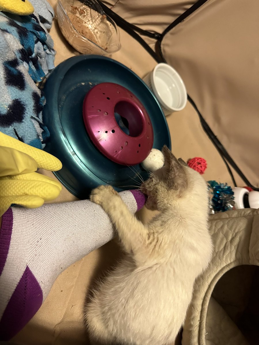 bunsoir's tweet photo. @Airbuilder7 Crinkly update: she’s putting on a bunch of weight and she’s healthy enough to start using revolution for her mites!! She is very playful and affectionate and always eating and but still looks like a wise old man (she also gave me the Miley Cyrus stare when we went outside) https://t.co/hl0mY0iZT5