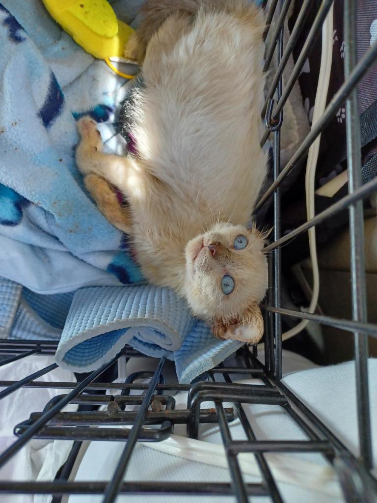 bunsoir's tweet photo. @Airbuilder7 Crinkly update: she’s putting on a bunch of weight and she’s healthy enough to start using revolution for her mites!! She is very playful and affectionate and always eating and but still looks like a wise old man (she also gave me the Miley Cyrus stare when we went outside) https://t.co/hl0mY0iZT5
