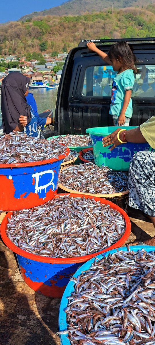 YohMariaVianei's tweet photo. Selasa (10/10), Yoh Maria  Vianei Keni Bolen, Luhkan Flores Timur, di Pemasar Ikan An. Kairul Nurdin, asal Desa Lamahala Jaya, Kec. Adonara Timur, mendata produksi ikan teri merah sebanyak 850 kg, harga Rp. 15.000/Kg
#GiatLuhkanSatminkalGondol
#Flotim 
#Produksi https://t.co/TpwABfgQ5Z