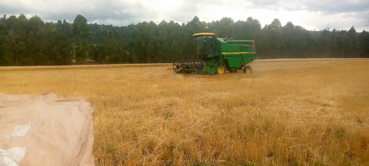 KushVidal's tweet photo. It's Harvesting season guys ✌️✌️💙💙, Wheat with the Combine Harvester 💖 https://t.co/csju02XuFE