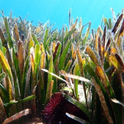 I'm your dear old friend, the oldest living organism on the planet, I'm called Posidonia oceania. My clones are so old that it's difficult to know my exact age, but it's upwards of 100000 years. I love the clear calm sun filled waters of the Mediterranean.