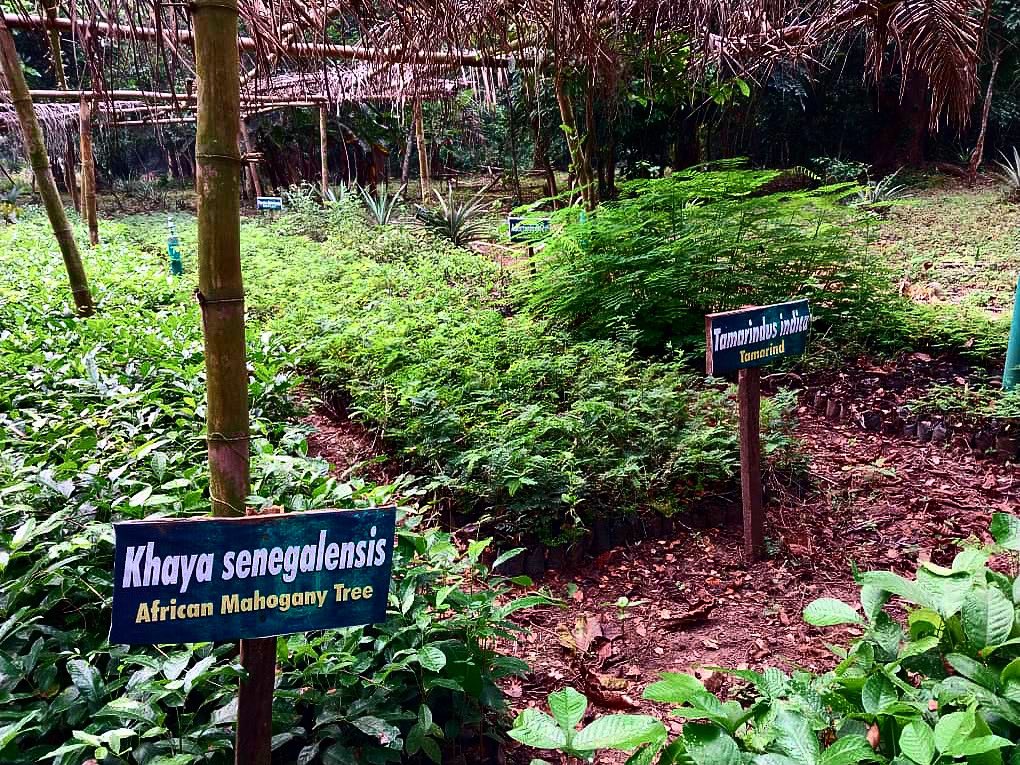 Did you know? African mahogany, despite its name, isn't a true mahogany! 🌳

But here's the twist - it's often used as a cost-effective substitute because true mahogany can be quite expensive. 

#organic TreeFacts #EmeraldForestReserve #NurseryFarm