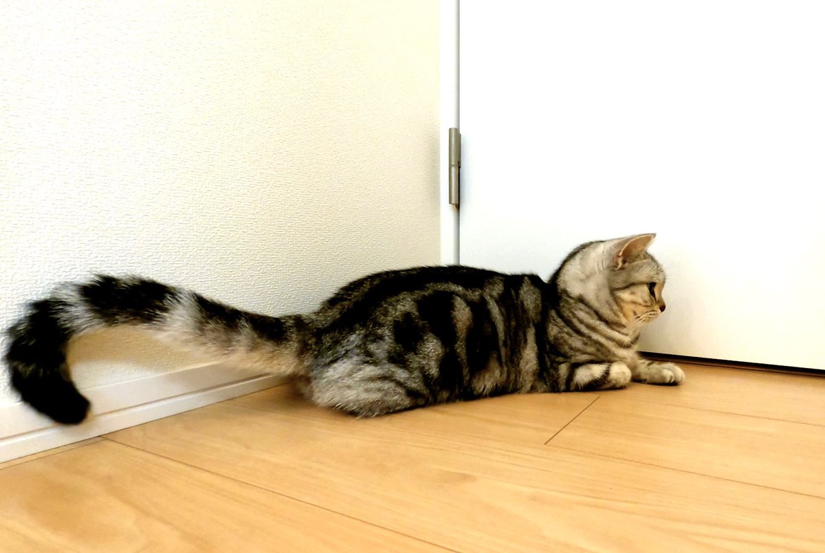 ameshoconnie's tweet photo. はしっこいる☺️🐱✨ https://t.co/ipFHTwYXUF
