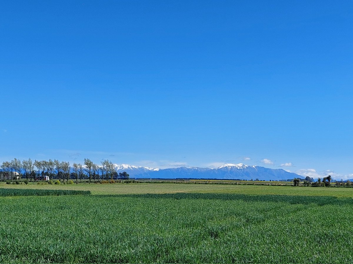 Dr Pieter-Willem HENDRIKS (@pieterwillemhe1) on Twitter photo A beautiful day in my outside office (courtesy of FAR NZ) measuring canopy closure and light interception of different New Zealand cultivars with trainee Thibault. Looking forward to future experiments testing wheat competitiveness <a href="/FARarable/">Foundation for Arable Research (NZ)</a> <a href="/LincolnUniNZ/">Lincoln University</a>. A beautiful day in my outside office (courtesy of FAR NZ) measuring canopy closure and light interception of different New Zealand cultivars with trainee Thibault. Looking forward to future experiments testing wheat competitiveness <a href="/FARarable/">Foundation for Arable Research (NZ)</a> <a href="/LincolnUniNZ/">Lincoln University</a>.