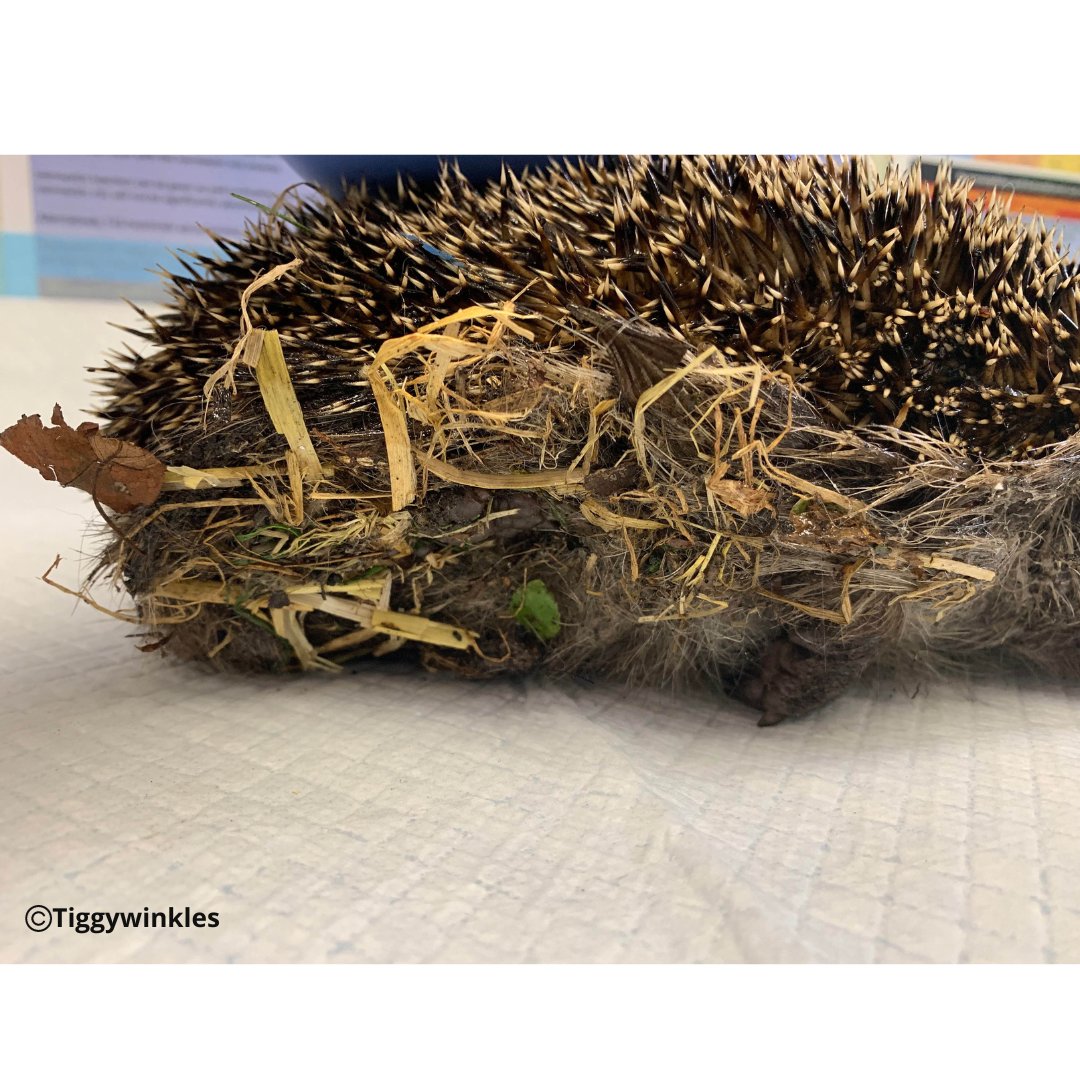 This hedgehog was stuck in a glue trap. England has officially passed the Glue Traps (Offences) Act, banning their use & the ban comes into effect in April 2024, but it's important they stop being used now as they're fatal to wildlife. Luckily, we were able to remove the glue.