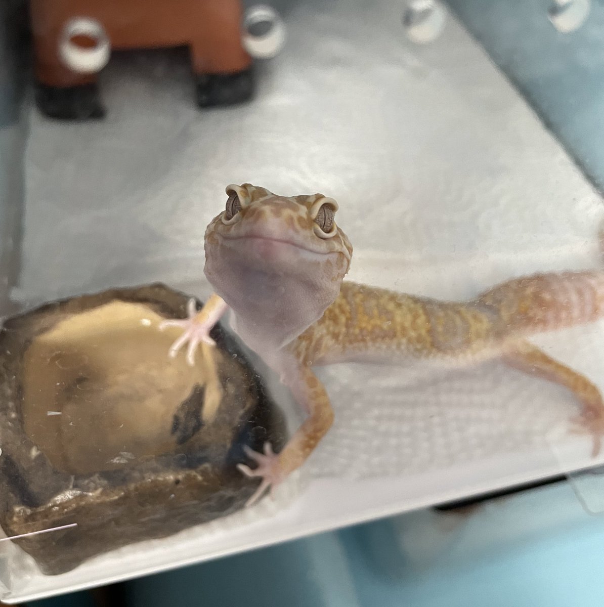 shuhobby's tweet photo. ノーマルアイの恐竜感もいいけどハーフアイのアニメ感も面白い🦎

どちらも正面から見ると笑ってるみたいに見えるし😆
内心はまだ、こいつ敵だ！って思われてそうだけど💦

可愛いやつらめー🙈
#レオパ #レオパードゲッコー #ヒョウモントカゲモドキ https://t.co/Ax90AtmZc3