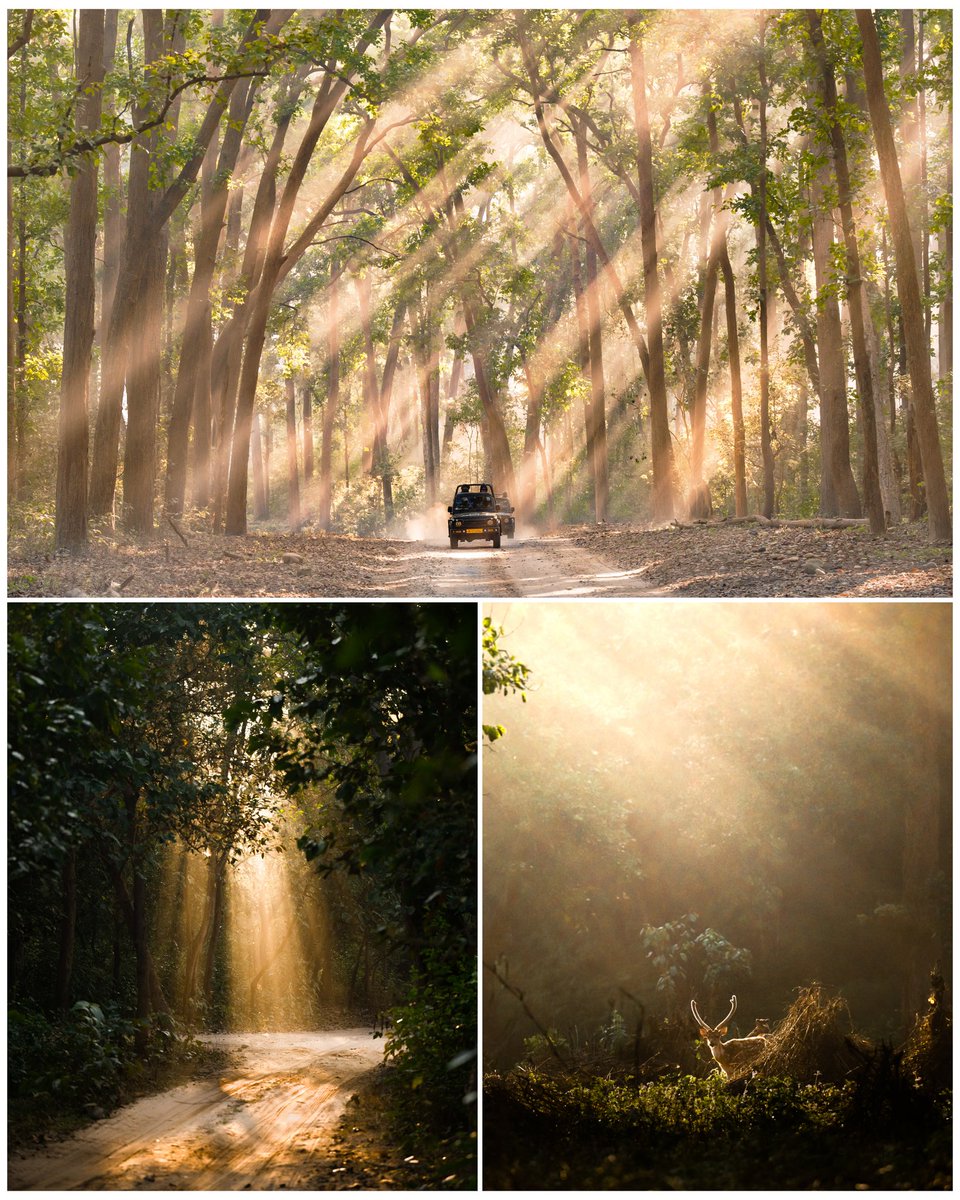 trikansh_sharma's tweet photo. Sunrays in Corbett, a magical adobe of mother nature. https://t.co/9QQhBOrBXV