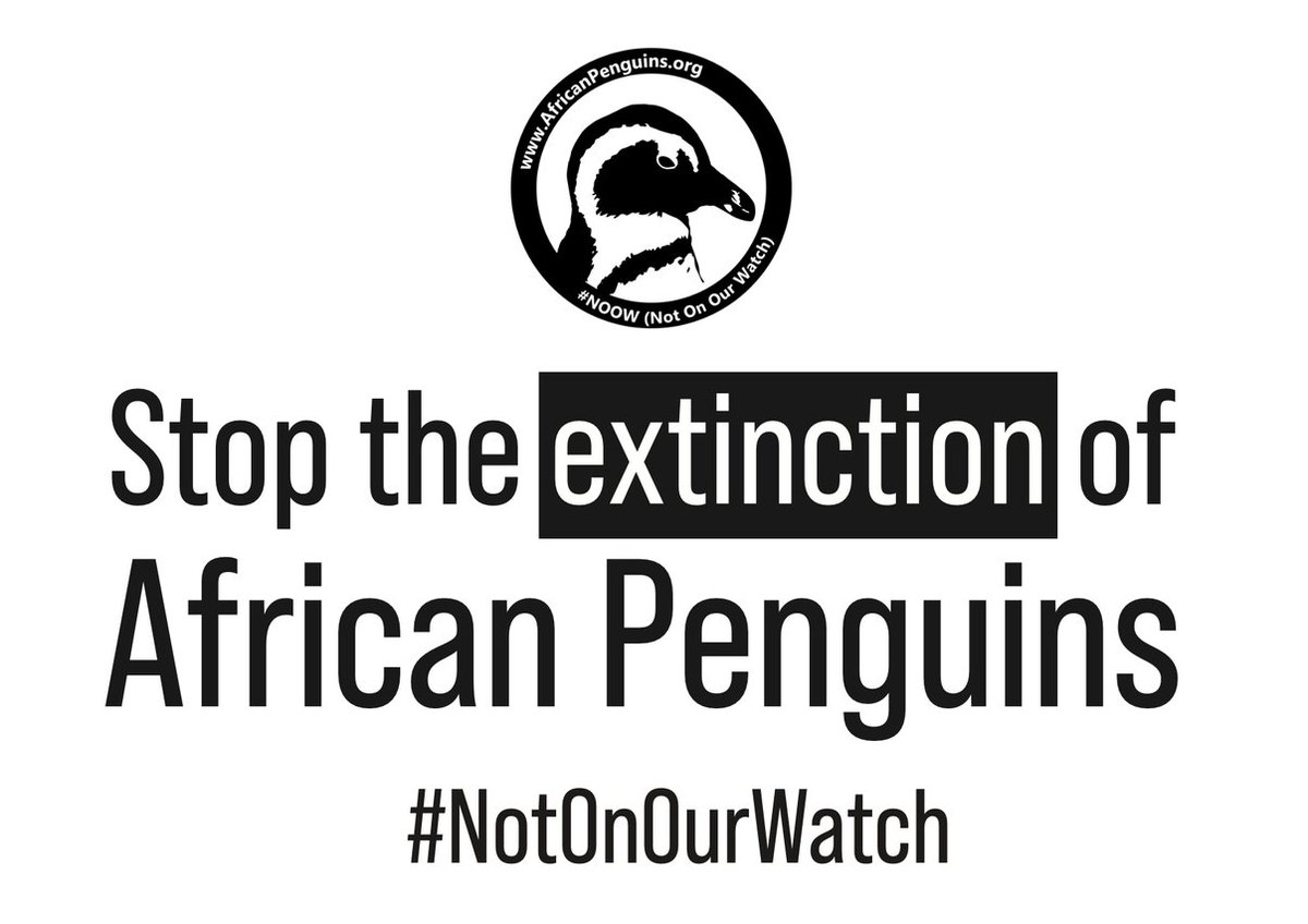 APNotOnOurWatch's tweet photo. For those new to #NotOnOurWatch, it was conceptualised in 2022 &amp; started in March '23. 

The aim is to raise awareness about African penguins' predicted extinction by 2035, gather support &amp; lobby for legislative change.

#ケープペンギン #manchotducap #pingüinos #pikkewyn https://t.co/bXlPPDQ2rz