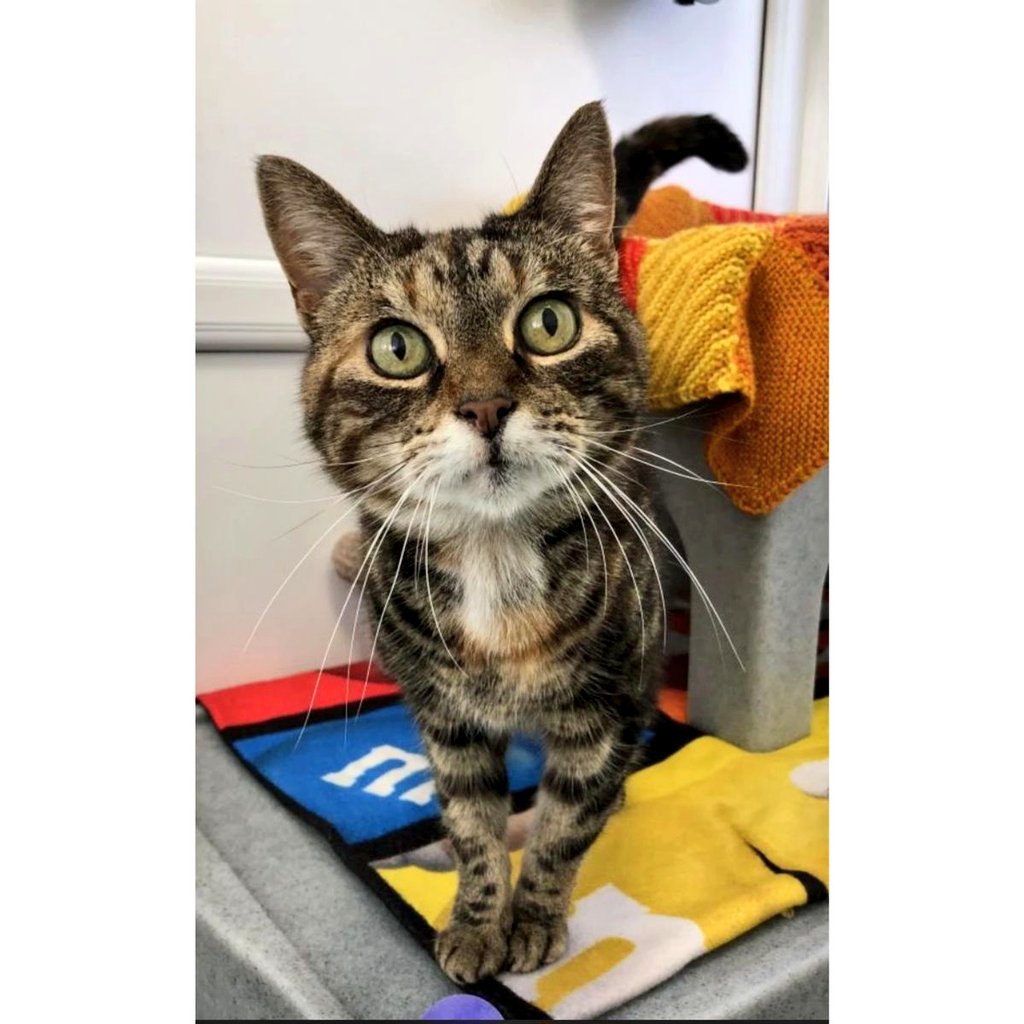 Say hi 👋🏻 to Tuppence! 😻 At a whopping 18yro this sweet gal arrived at the centre after her previous owner sadly passed away. 💔 Don't let her age fool you, she is one spritely gal! 😸 she's looking for an adult only #fureverhome 🤞🏻 Find out more 👇🏻 cats.org.uk/findacatform/?…