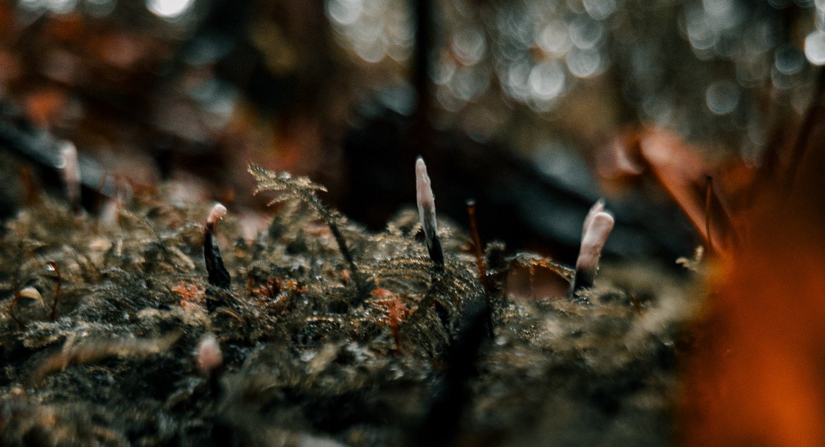 Here is a selection of Candlesnuff Fungus taken at a local #nature reserve. Fungi are a vital part of the natural ecosystem because they decompose organic matter and maintains the harmony of our #ecosystems. Preserving and maintaining these species is a vital part of our mission.