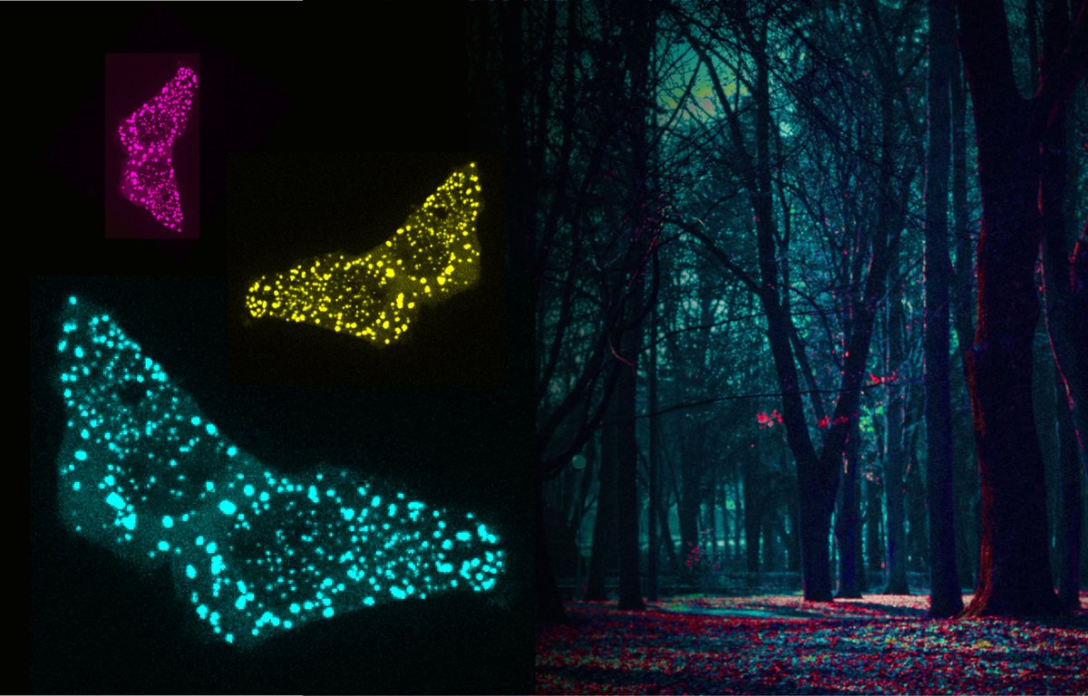 IRBBarcelona's tweet image. 🍁📸 Welcome to our new #ImageOfTheMonth!  

🔬✨"Protein Dimerization Butterflies", by @adomostegui, from our Targeted Protein Degradation &amp;amp; Drug Discovery Lab.

👉Protein dimerization obtained by live cell microscopy.

Happy #November!🙌

#WeAreIRB