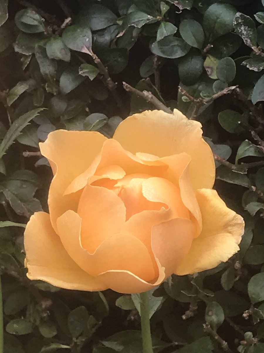 Happy #RoseWednesday everyone
Have a great day…😀