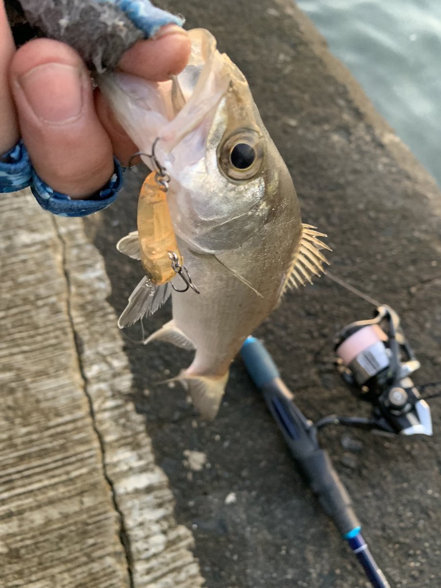 styleof717's tweet photo. シゴオワフィッシングなう🎣 行方を眩ませてたメッキちゃんが大きくなって姿を現してくれました〜🤩 チーバスも釣れてライトソルトの秋🙏
#inxlabel_jp
#アミコン40S
#BoggyOkinawa
#ENO68S
#夕暮れが早すぎる
#和歌山ライトソルト https://t.co/t2OcAXXWhF